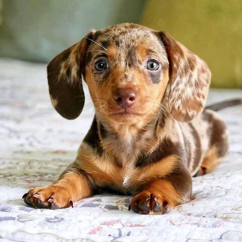 Dackelwelpen suchen ein neues Zuhause