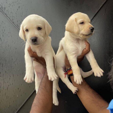 Labrador-Welpen verfügbar