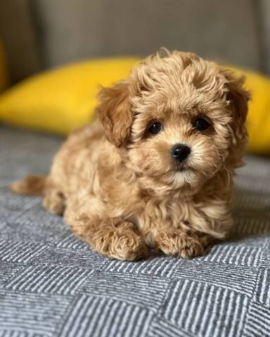 Maltipoo-Welpen zur Adoption