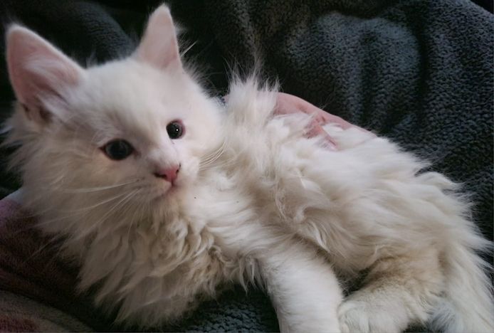 XXL Mainecoon Kitten