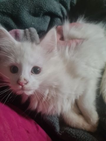 XXL Mainecoon Kitten