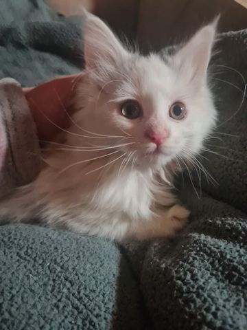 XXL Mainecoon Kitten