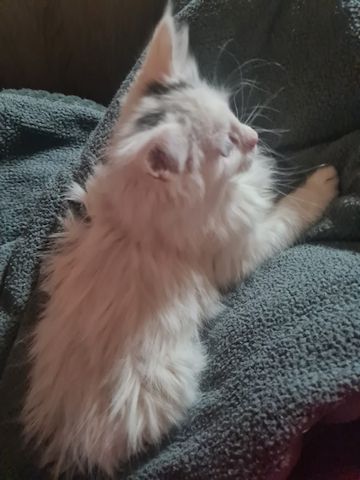 XXL Mainecoon Kitten