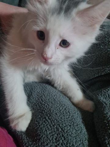 XXL Mainecoon Kitten