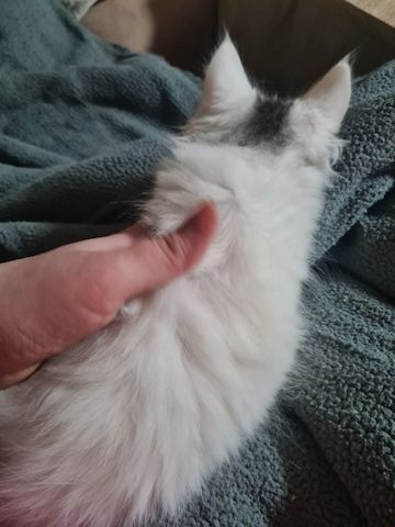 XXL Mainecoon Kitten