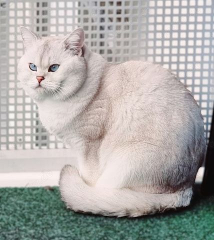 Deckkater Stammbaum blauen Augen BKH Farbe seal-silver-shaded-point ns 11-33