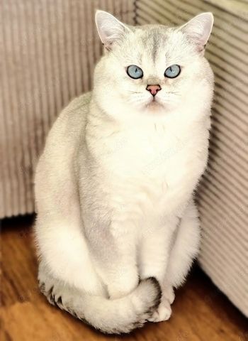 Deckkater Stammbaum blauen Augen BKH Farbe seal-silver-shaded-point ns 11-33