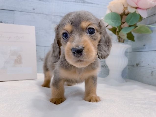 Dackelwelpe zur Adoption