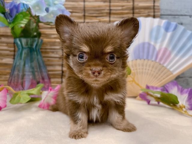 Chihuahua-Welpe zur Adoption