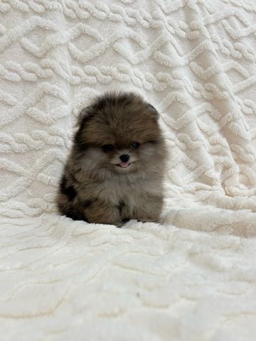 Pomeranian-Welpe zur Adoption