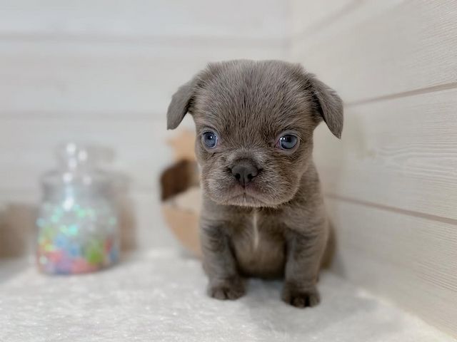 Französische Bulldogge sucht neues Zuhause