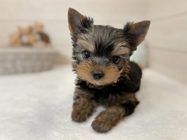 Yorkshire-Terrier-Welpe sucht neues Zuhause