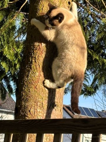 Ein junge Kater vom Land