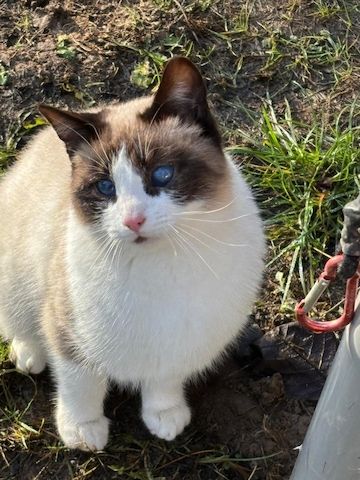 Ein junge Kater vom Land