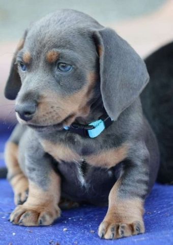 Zwergdackel suchen ein liebevolles Zuhause