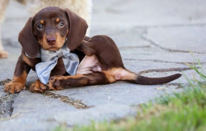 Zwergdackel suchen ein liebevolles Zuhause.