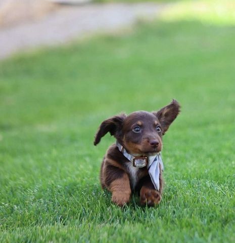 Zwergdackel suchen ein liebevolles Zuhause.