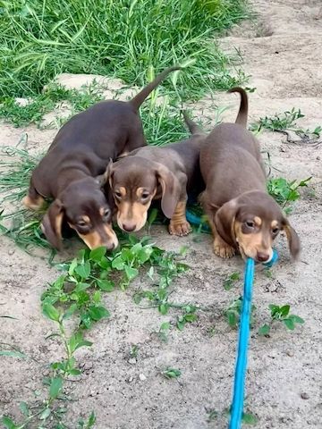 Zwergdackel suchen ein liebevolles Zuhause.