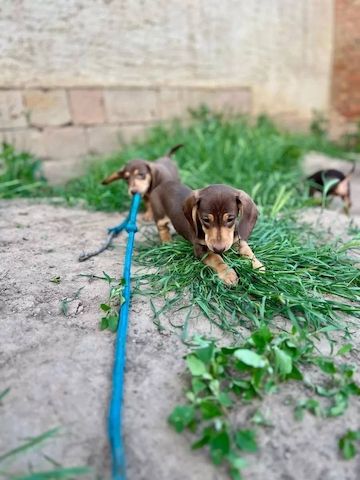 Zwergdackel suchen ein liebevolles Zuhause.