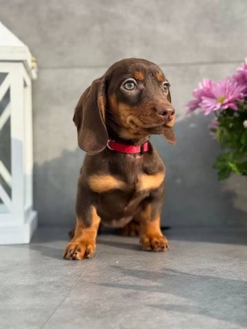 Zwergdackel suchen ein liebevolles Zuhause.