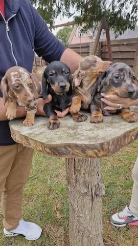 Zwergdackel suchen ein liebevolles Zuhause.