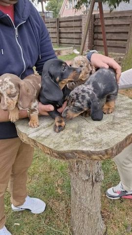 Zwergdackel suchen ein liebevolles Zuhause.