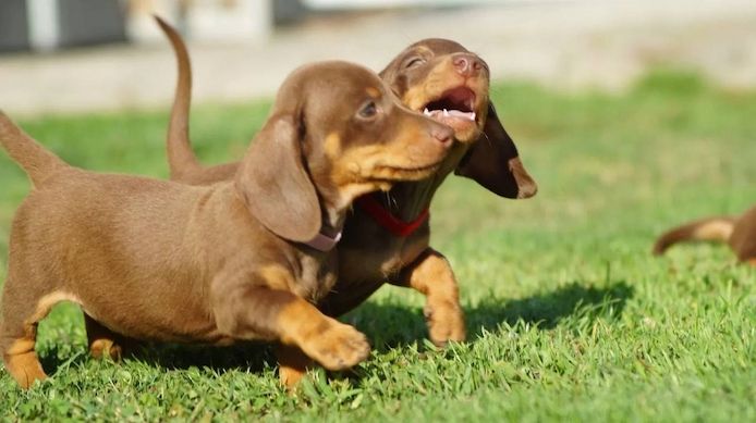 Zwergdackel suchen ein liebevolles Zuhause.
