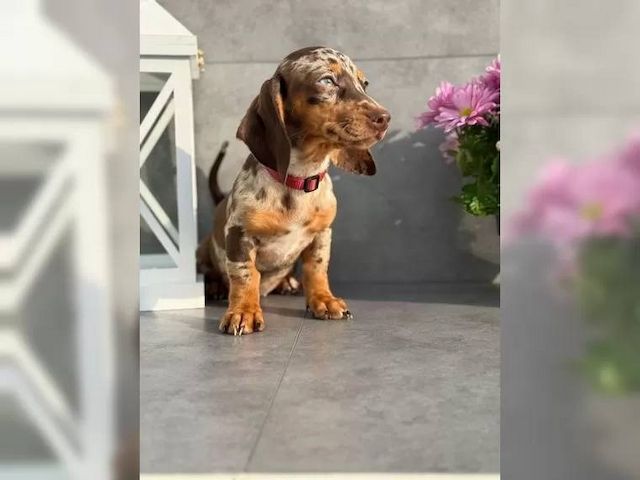 Zwergdackel suchen ein liebevolles Zuhause.