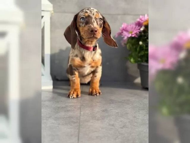 Zwergdackel suchen ein liebevolles Zuhause.