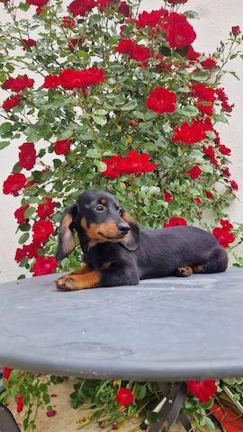 Zwergdackel suchen ein liebevolles Zuhause.