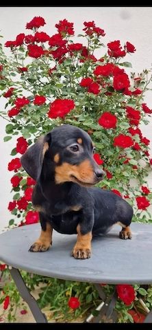 Zwergdackel suchen ein liebevolles Zuhause.