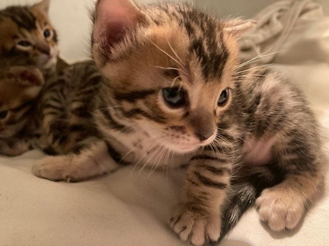 Bengal-Kätzchen zu vermitteln