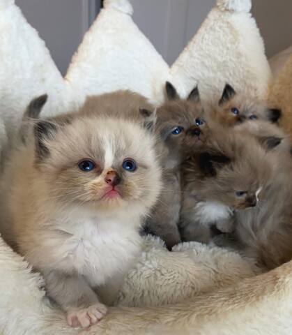 Ragdoll-Kätzchen zu vermitteln