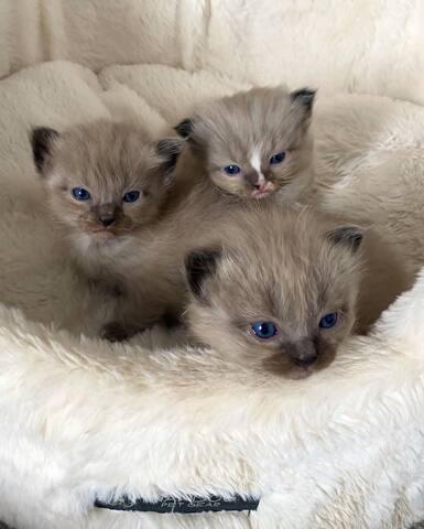 Ragdoll-Kätzchen verfügbar