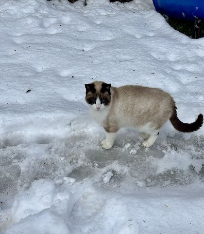 Ein junge Kater vom Land