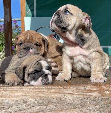 Englische Bulldoggenwelpen
