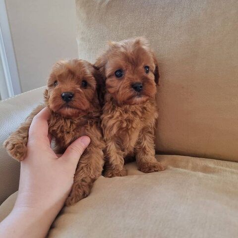 Maltipoo-Welpen zur Adoption