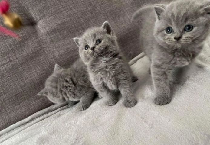 Britische Kurzhaar-Kätzchen zur Adoption