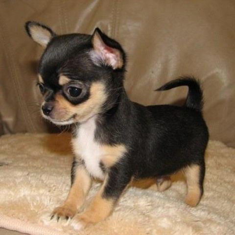 Chihuahua Welpen