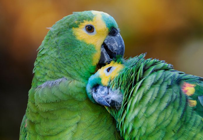 Kakadus und Papageien zu verkaufen