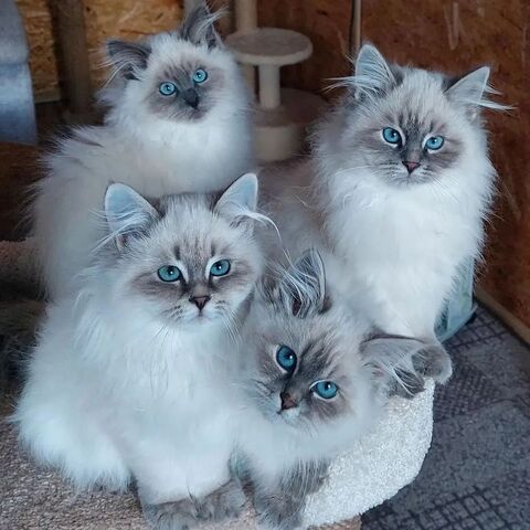 Ragdoll-Kätzchen zu vermitteln