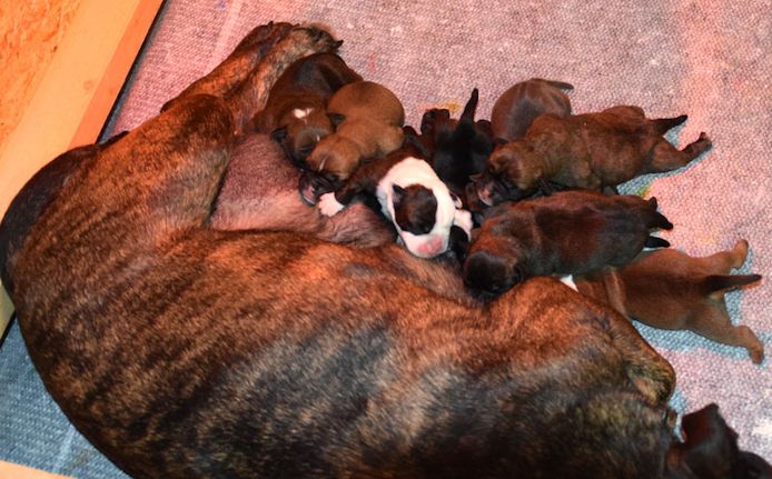 Continental Bulldog Welpen aus deutscher Vereinszucht mit Ahnentafel