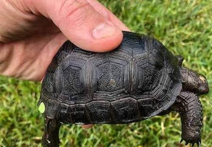 Aldabra-Riesenschildkröte, Strahlenschildkröte
