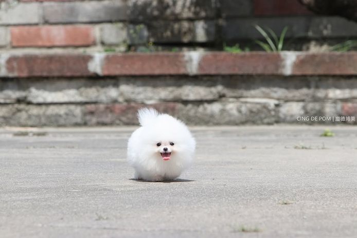 Pomeranian Spitz Welpen