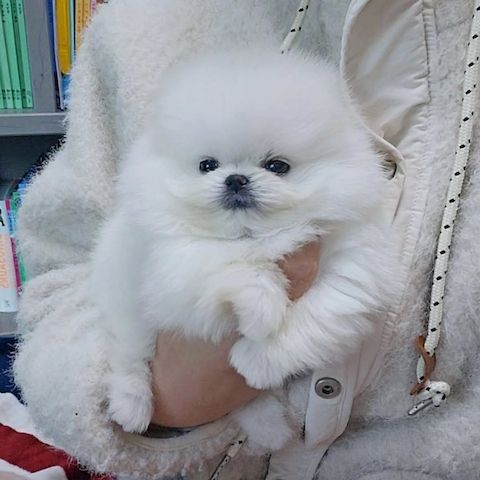 Hallo Pomeranian Welpen