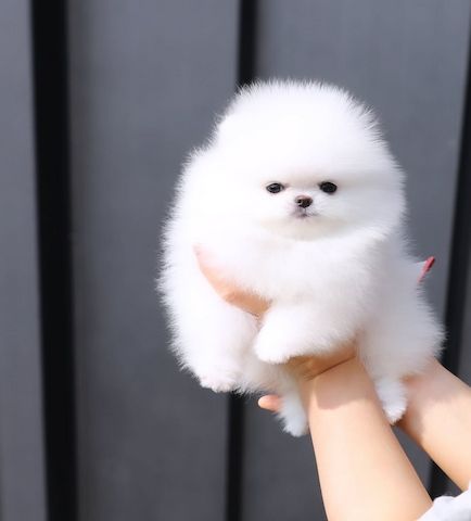 Hallo Pomeranian Welpen