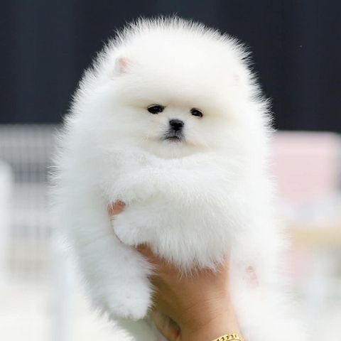 Pomeranian-Welpen suchen ein liebevolles Zuhause 🏡.