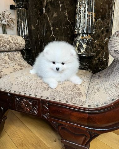 Wunderschöne Pomeranian-Welpen (Rüde und Hündin)