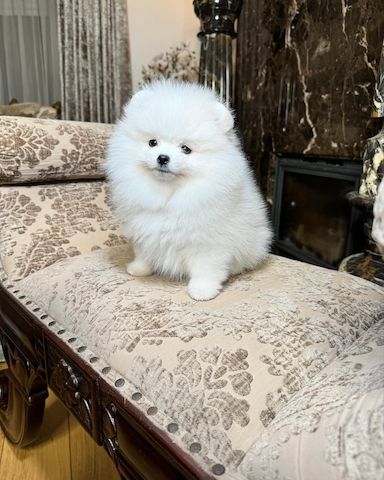 Wunderschöne Pomeranian-Welpen (Rüde und Hündin)