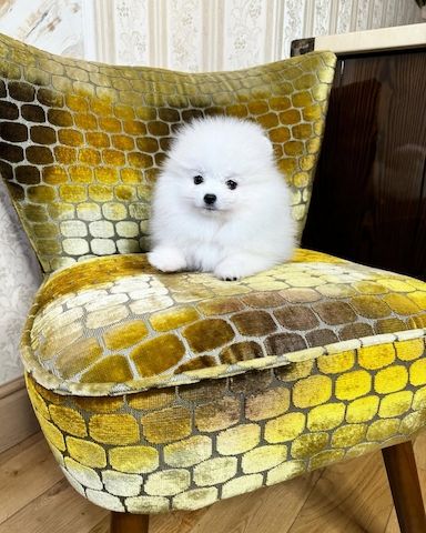 Wir haben einen wunderschönen Wurf Pomeranian-Welpen